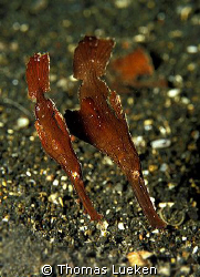 perferct harmony, Lembeh; F100 by Thomas Lueken 